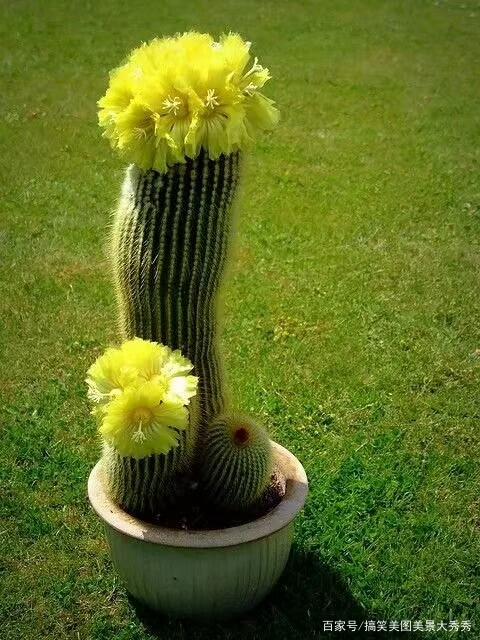 仙人掌花怎么种植方法