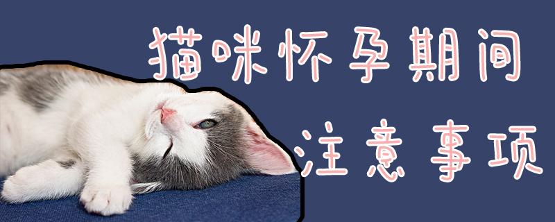猫怀孕注意些什么东西