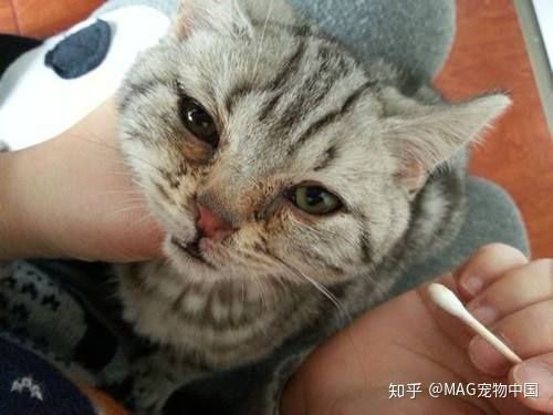 猫鼻支不吃东西怎么办