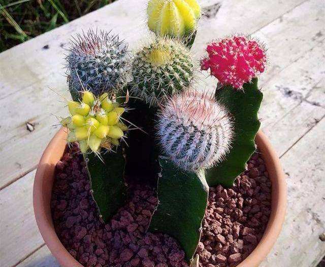仙人掌嫁接仙人球方法