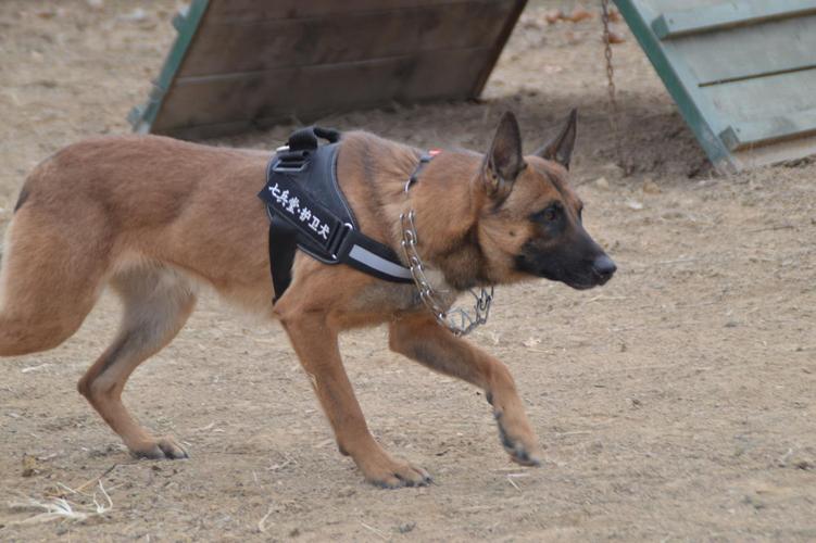 快速训练犬前进