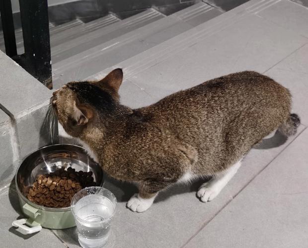 领养的猫不吃东西