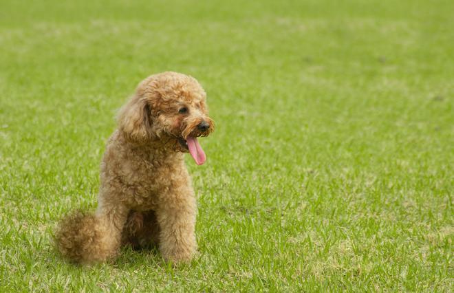 泰迪犬怎样训练坐