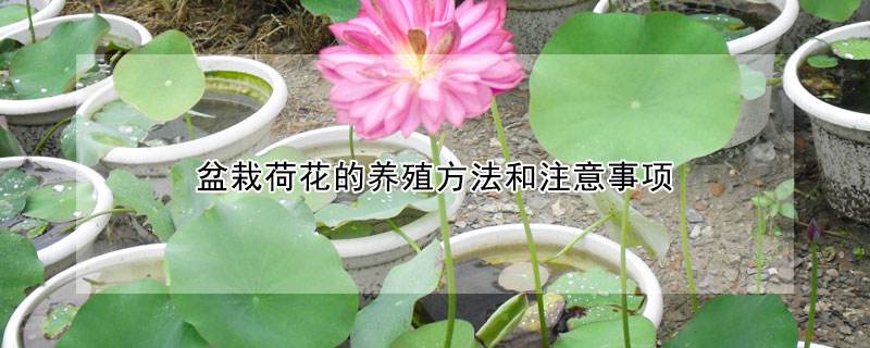 盆栽莲花的养殖方法