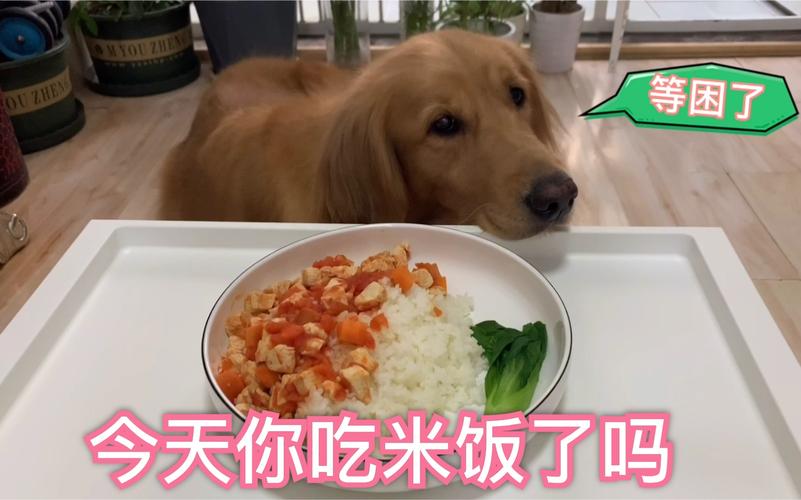 米饭加什么东西狗吃好