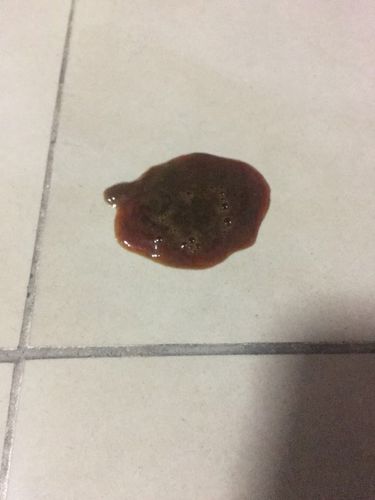 犬细小治愈后不吃东西