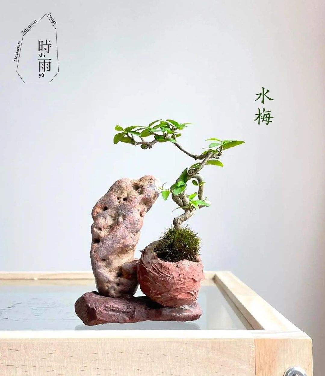 盆栽水梅养殖方法