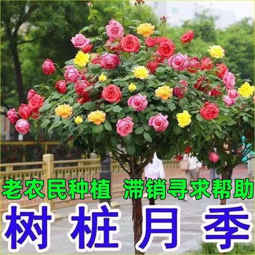 花卉种植月季的栽培