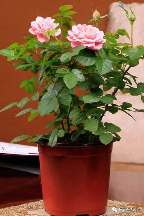 玫瑰花盆栽养殖方法