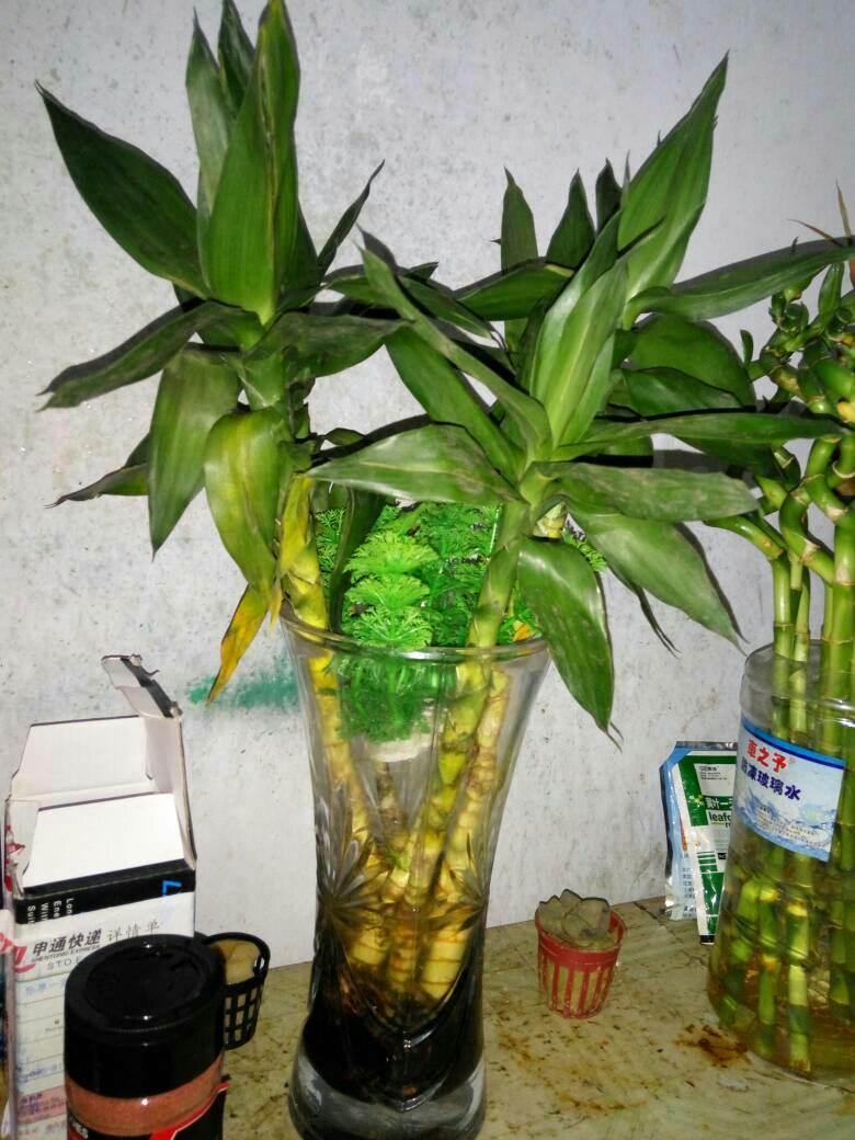 水培莲花竹的养殖方法
