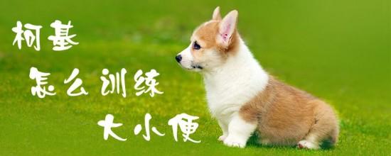 训练狗子定点大小便