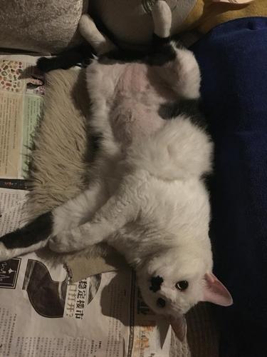 猫咪肚子很大 不吃东西 掉毛厉害