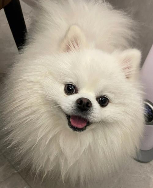 博美小狗上厕所怎么训练