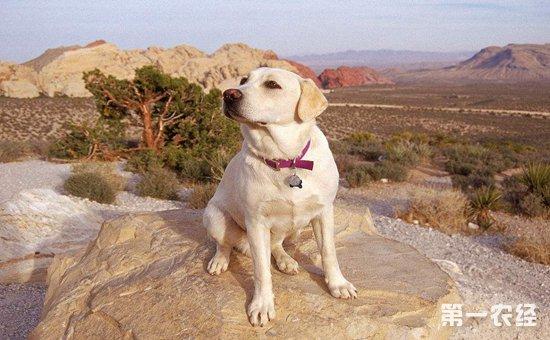 训练拉布拉多犬拿东西