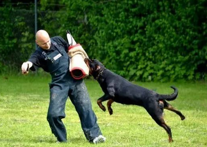 罗威纳犬要怎么训练