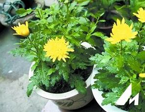 盆栽菊的栽培要点