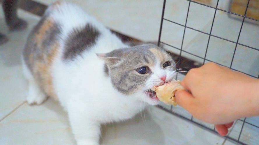 怎么给小奶猫吃东西怎么回事