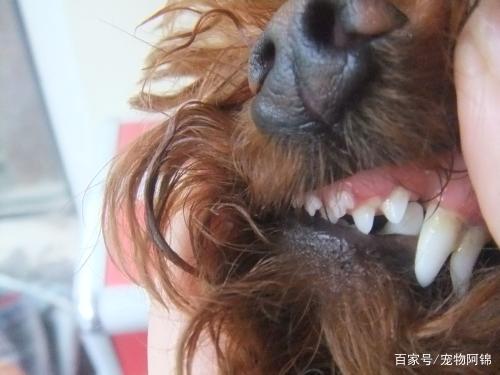 狗狗换牙期不爱吃东西