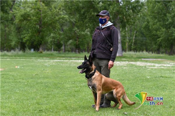 犬类训练