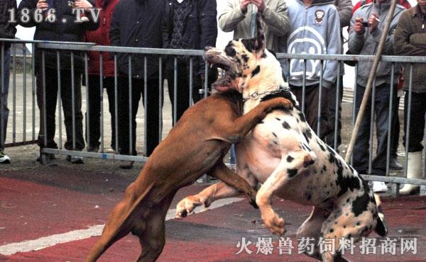 斗狗如何训练