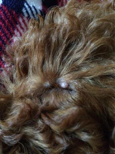 泰迪犬皮肤上起白色块状的东西怎么办