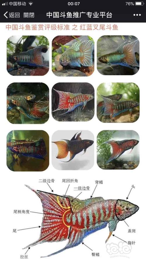 国斗训练