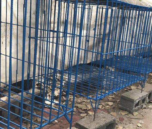成犬训练关笼子