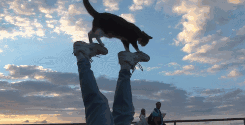 敏捷的猫训练营