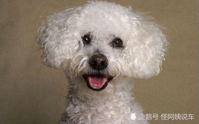 宠物犬训练食物