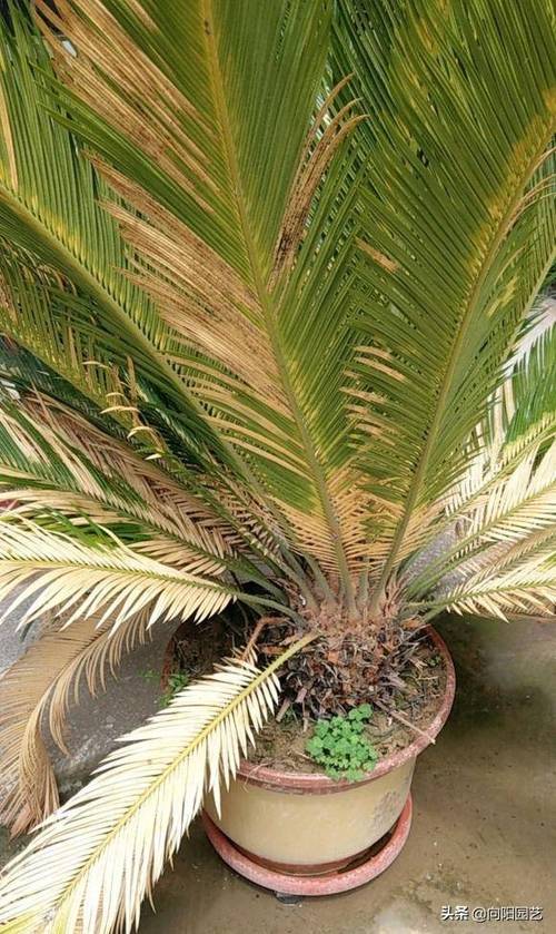 铁树栽培种植技术