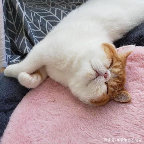 小猫不爱吃东西总睡觉