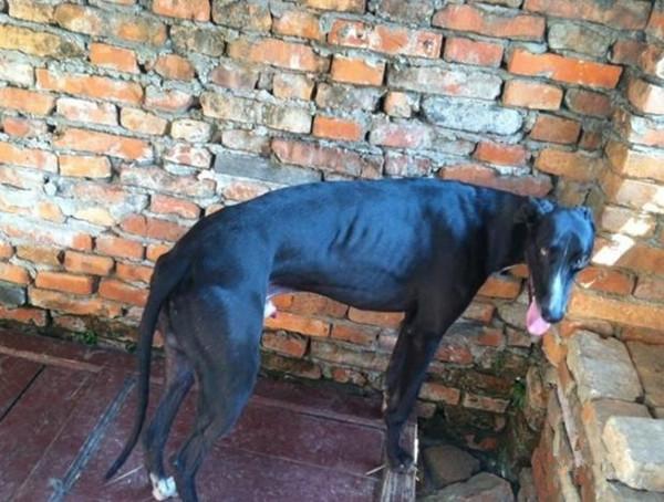 格力犬怎么训练掐狗