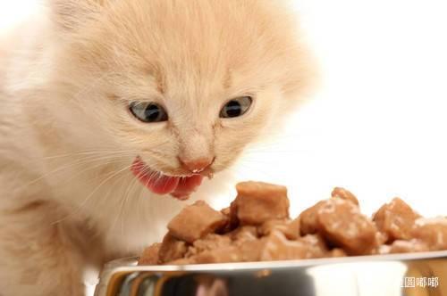 猫换新家不吃东西怎么办