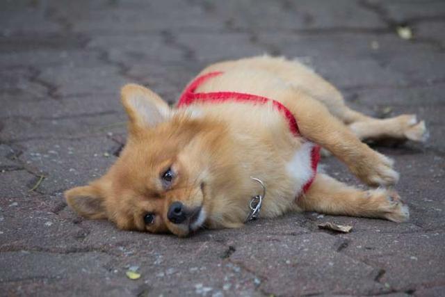 泰迪狗训练装死
