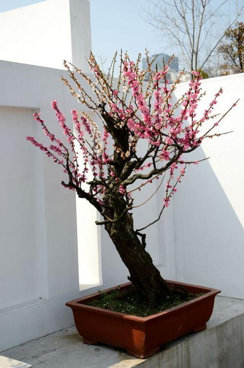 梅花怎么栽培