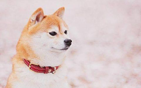 如何训练柴犬跟随