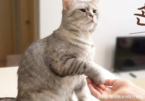 怎样训练成猫