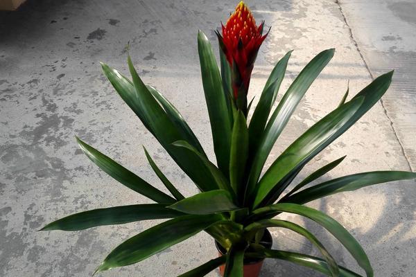 花怎么养栽培