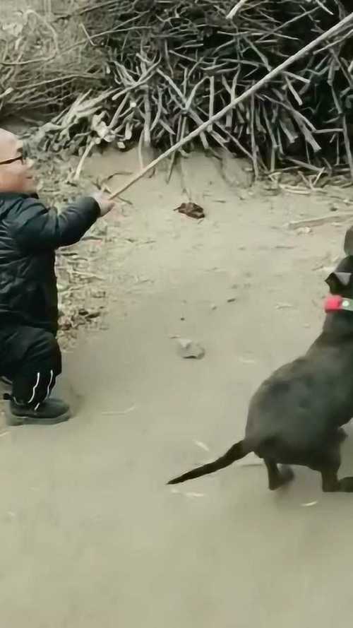 如何训练土狗看鱼塘