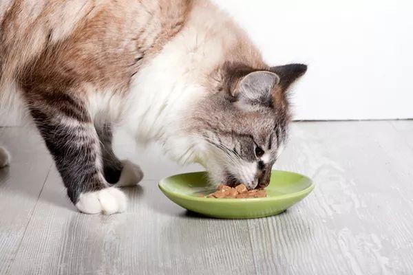 猫怀孕时吃什么东西怎么办
