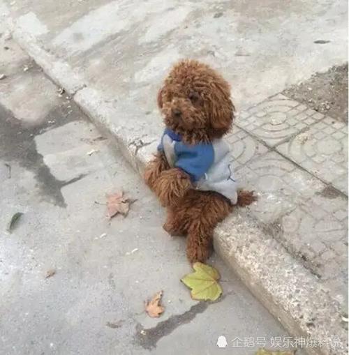 怎么训练泰迪犬坐着不动