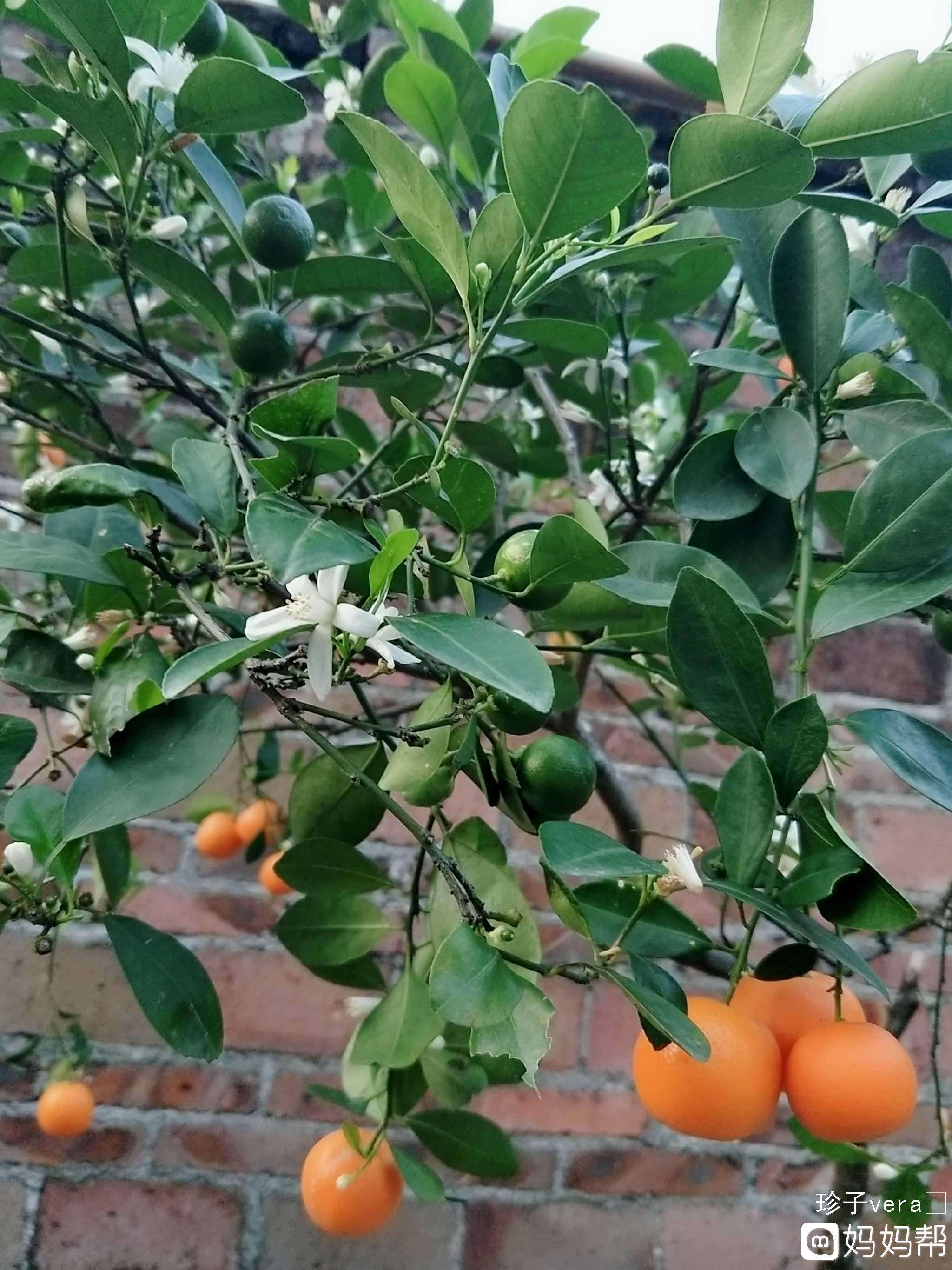 小金桔花的种植方法