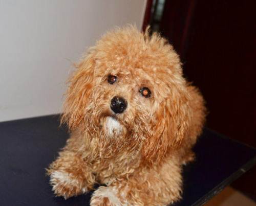 怎样训练1岁泰迪犬