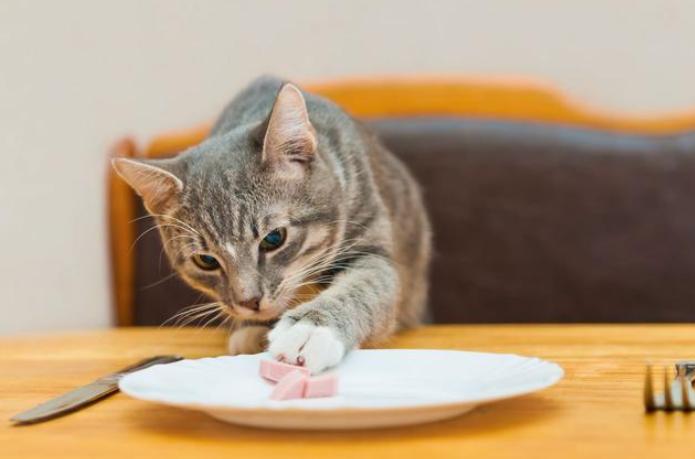 猫的东西怎么做的
