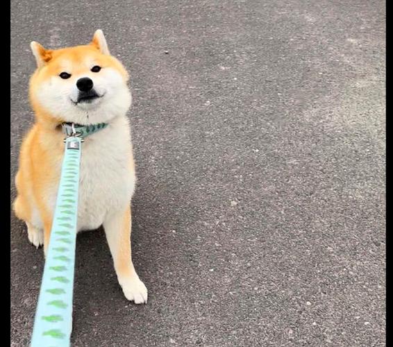 如何训练柴犬戴牵引绳