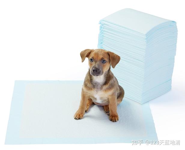 咋么训练小狗上厕所