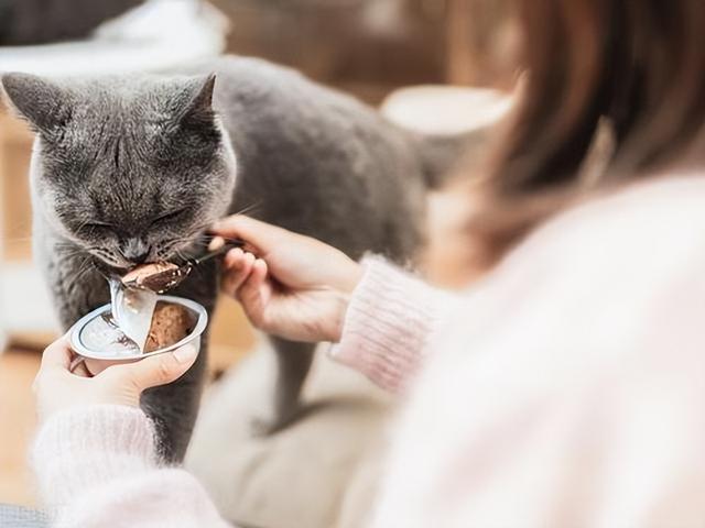 刚买的猫要注意什么东西