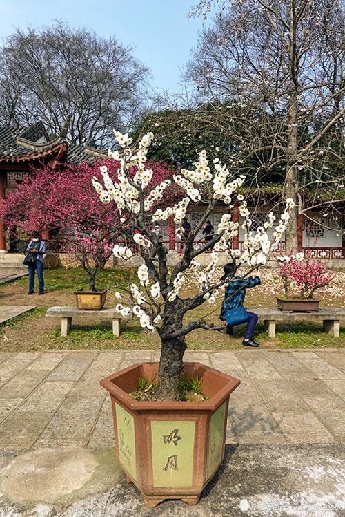 梅花盆景栽培技术