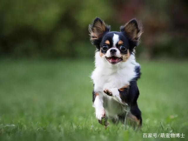 最好训练的小型狗