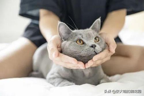 如何训练小猫认人